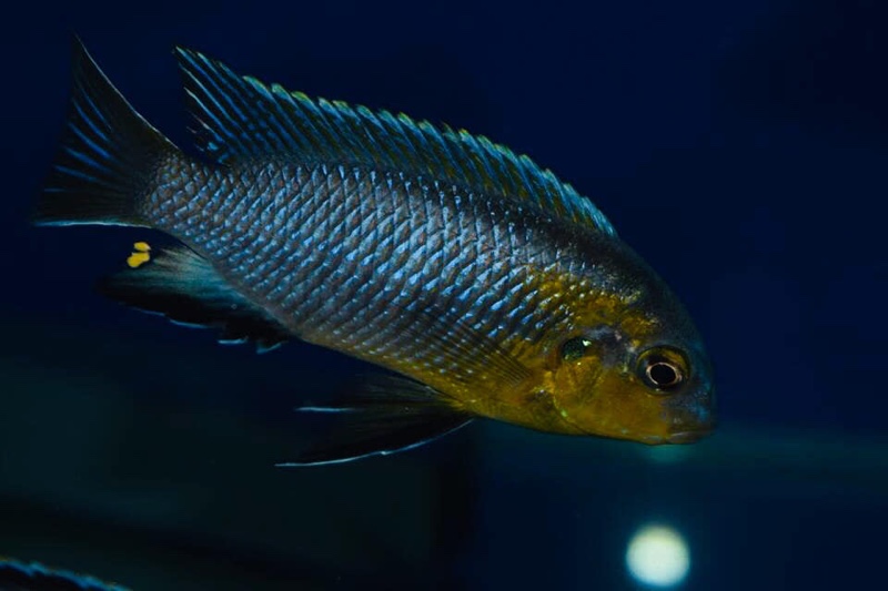 Tropheops sp. 'lilac' Nakantenga Reef